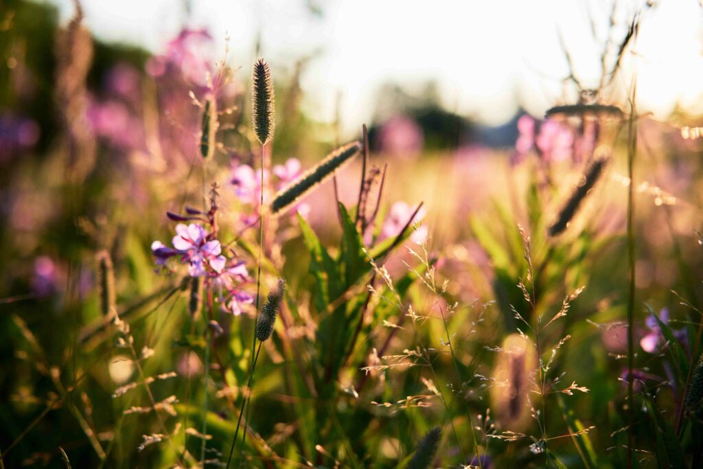 sunny-meadow-2025-01-09-04-07-54-utc